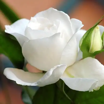 Rosa Annapurna™ - alb - trandafir teahibrid